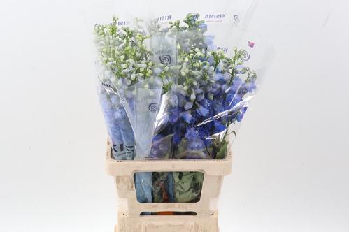 Delphinium Elatum Grp dubbelbloemig 'Guardian Blue'
