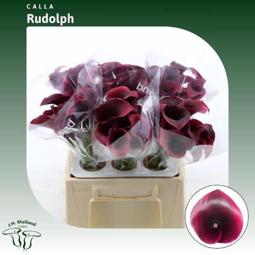 Zantedeschia 'Rudolph'