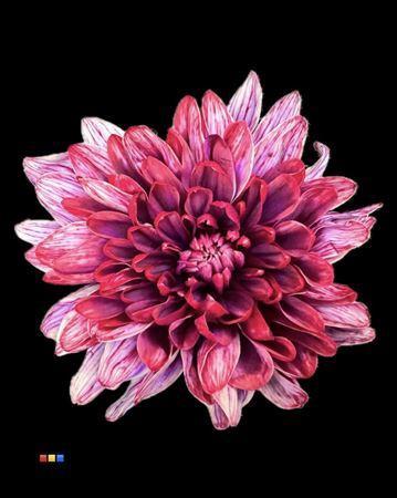 Chrysanthemum Indicum Grp tros kas kleurbehandeld H%