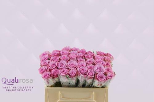 Rosa grootbloemig Thriller