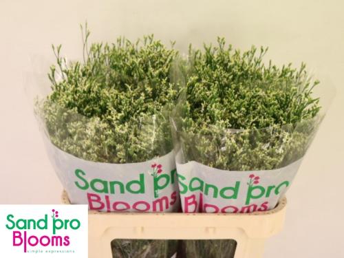 Limonium sinensis Cool Diamond