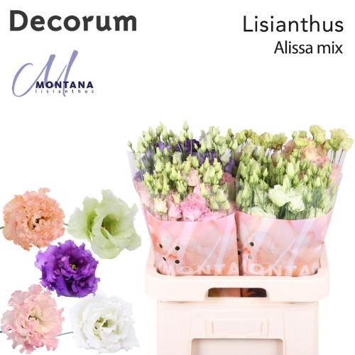 Eustoma russellianum gevuldbloemig Alissa gemengd in fust