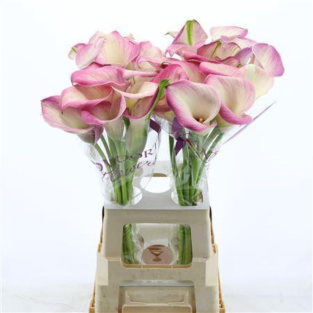 Zantedeschia 'Denver'