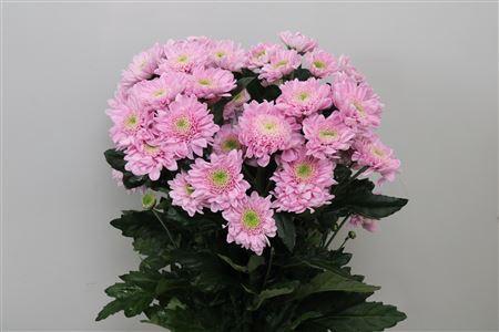 Chrysanthemum Indicum Grp tros kas Optimist