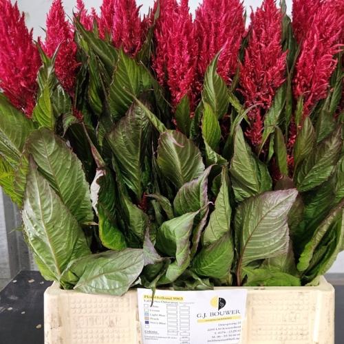 Celosia argentea (Plumosa Grp) Sunday Red