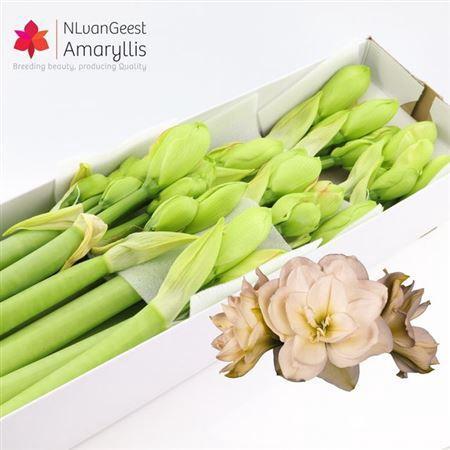 Hippeastrum (Double Galaxy Grp) 'White Amadeus'