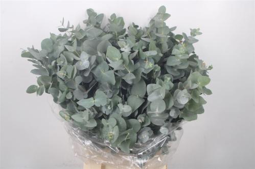 Eucalyptus per bos cinerea