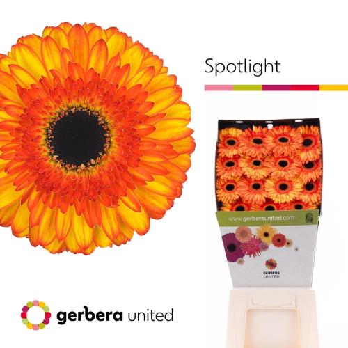 Gerbera grootbloemig Spotlight