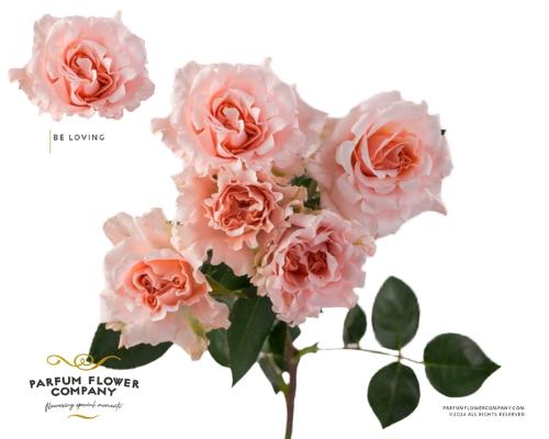 Rosa tros overig