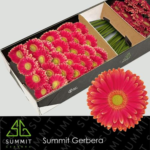Gerbera grootbloemig Marylene