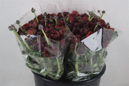 Ranunculus asiaticus 'Elegance Chocolate'