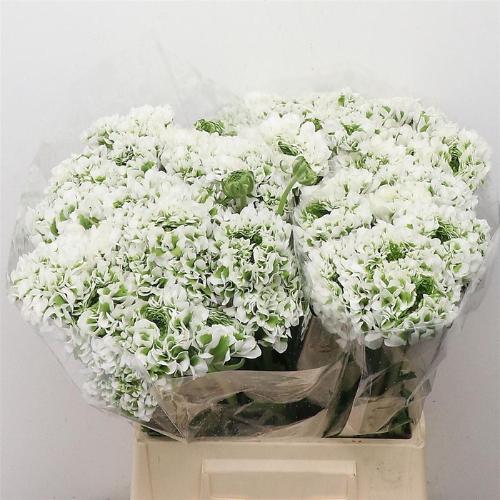 Ranunculus asiaticus Pon-Pon Igloo