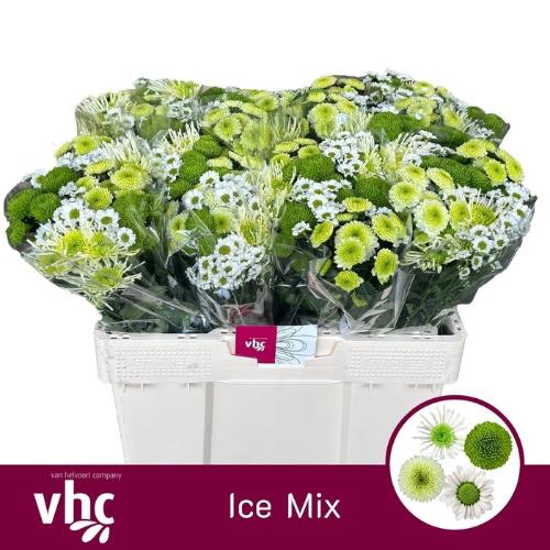 Chrysanthemum Indicum Grp tros santini gemengd