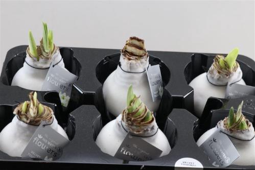 Hippeastrum bol gewaxt H%