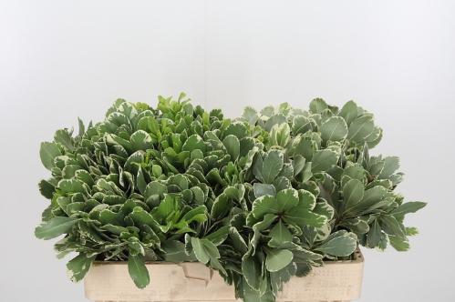 Pittosporum 'Ilan'