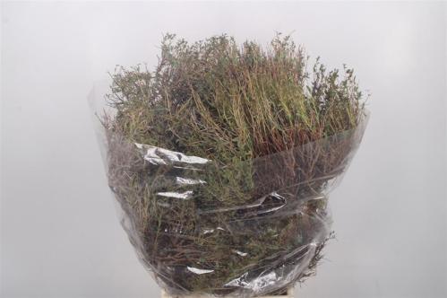 Decoratiegroen groot blad