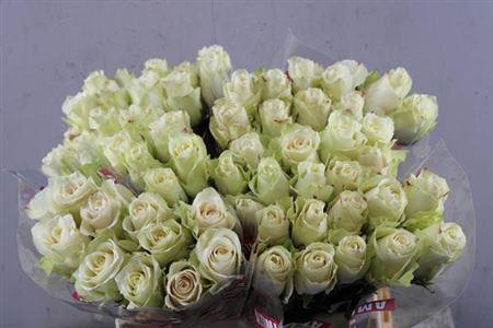 Rosa grootbloemig Athena