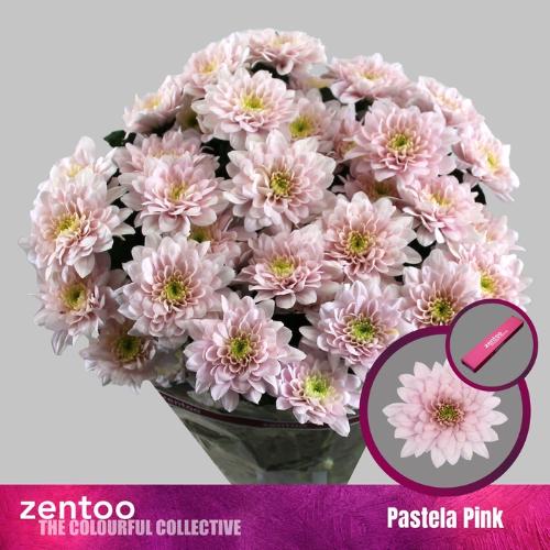 Chrysanthemum (Indicum Grp) tros Pastela Blush