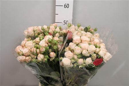 Rosa tros Bombastic