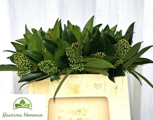 Skimmia per bos confusa 'Kew Green'