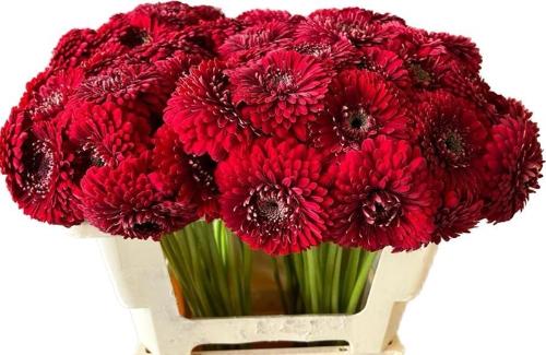 Gerbera mini bolvormig Pomponi Floyd