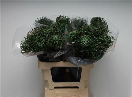 Leucospermum cordifolium overig