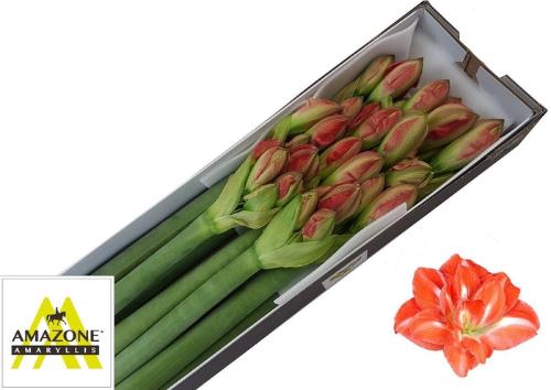 Hippeastrum Double Galaxy Grp Sunny Nymph