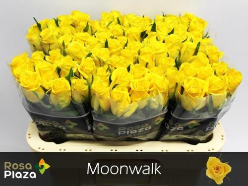Rosa grootbloemig Moonwalk