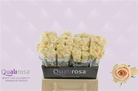 Rosa grootbloemig Charmant