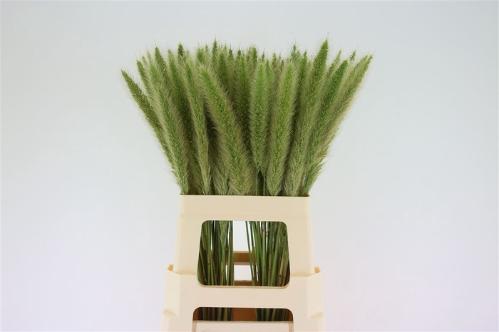 Pennisetum overig