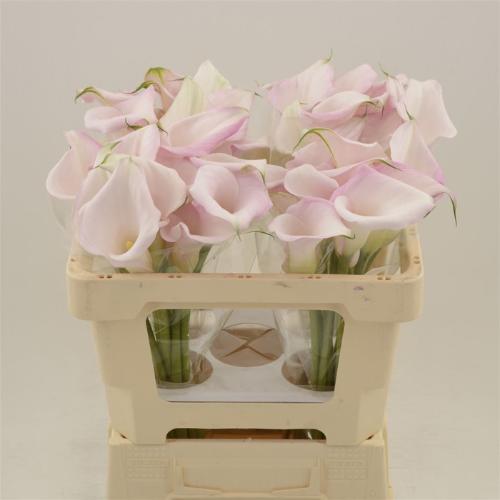 Zantedeschia Sweet Art