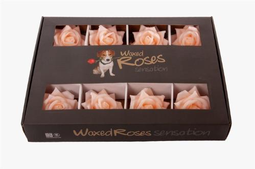 Rosa grootbloemig kleurbehandeld H%