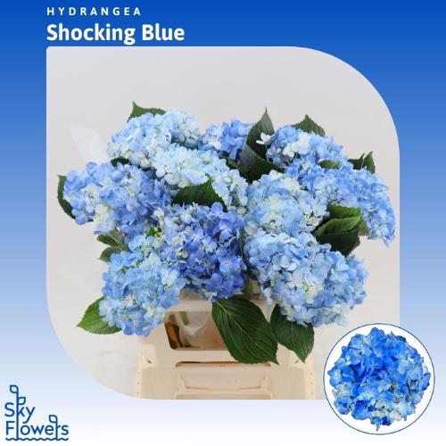 Hydrangea overig