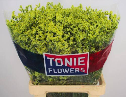 Limonium sinensis Pineapple Diamond