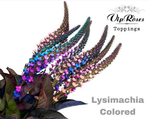 Lysimachia 'Elisabeth'