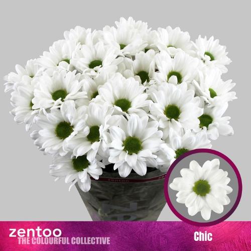 Chrysanthemum Indicum Grp tros Chic