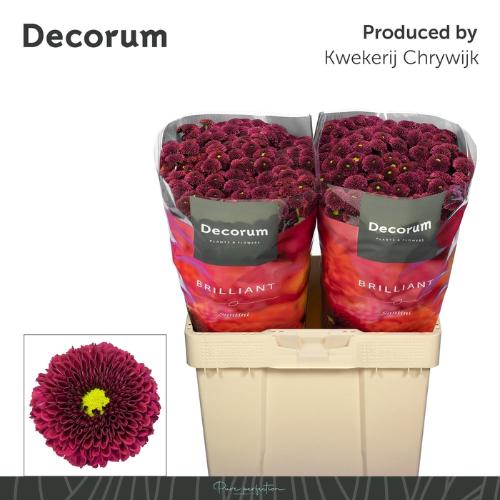 Chrysanthemum (Indicum Grp) tros santini AAA Purpetta Red
