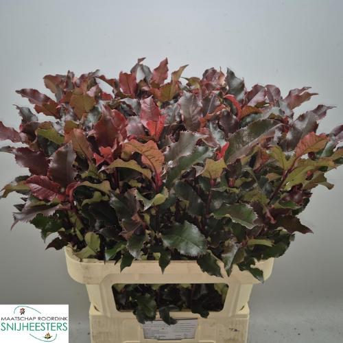 Photinia Magical Volcano