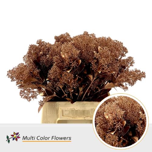 Skimmia per bos overig kleurbehandeld H%