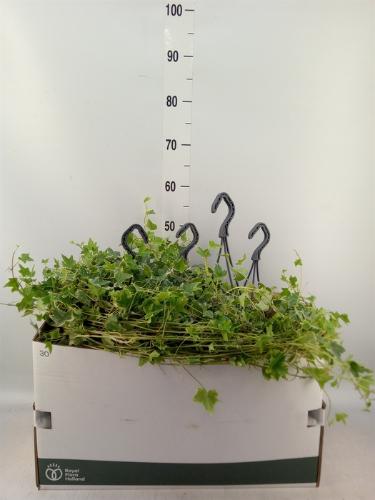 Hedera helix 'Eva'