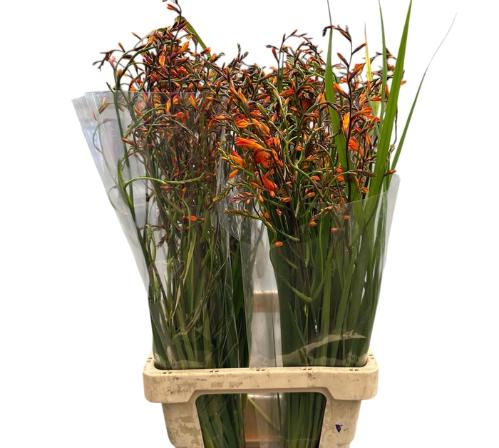 Crocosmia 'Lucifer'