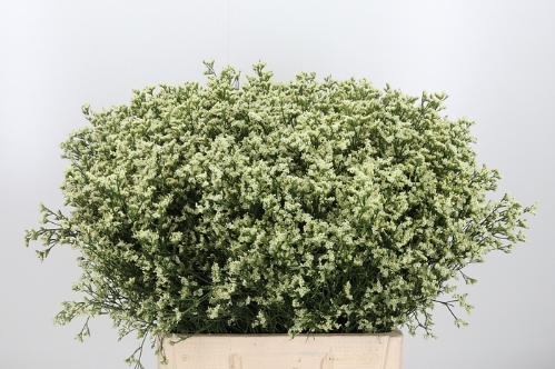 Limonium sinense Sensy Tip Top