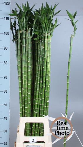 Dracaena sanderiana Lucky Bamboo
