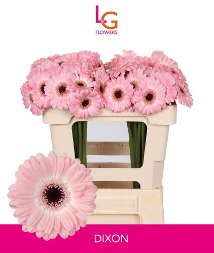 Gerbera mini Dixon