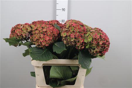 Hydrangea macrophylla Royal Anastasia (classic)