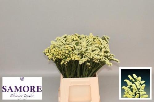 Limonium sinuatum Yellow Sun Birds