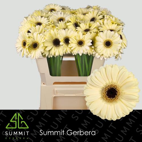 Gerbera mini Casillas+