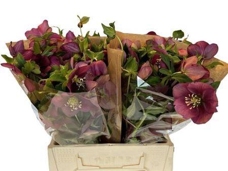 Helleborus 'Queens Red'