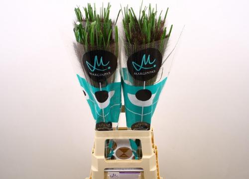 Pennisetum 'Black Fox'