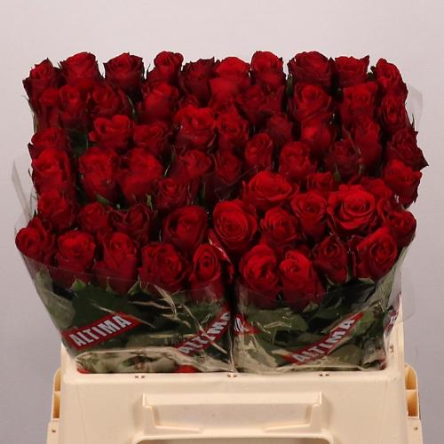 Rosa grootbloemig Upper Class